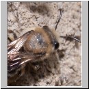 Colletes daviesanus - Seidenbiene 05 8mm.jpg